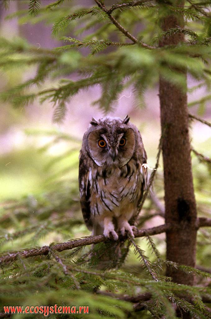 Long-eared Owl (Asio otus) hiding in the branches of fir. Ladoga Province of taiga, Nizhnesvirsky Reserve, Leningrad Region