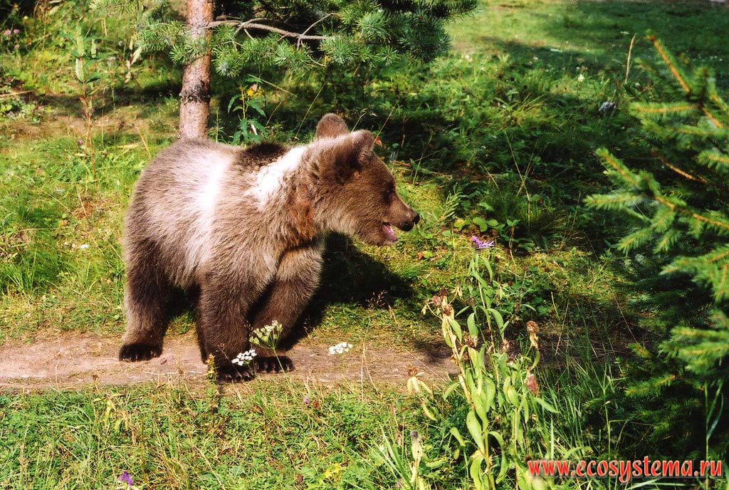 Молодой бурый медведь (Ursus arctos). Приладожская провинция таежной зоны, Нижнесвирский заповедник, Ленинградская область