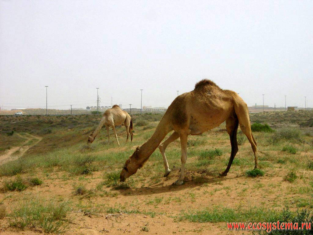 Одногорбые верблюды (Camelus dromedarius), или дромадеры (дромедары) - одомашненные дикие верблюды во внутренней
песчаной пустыне Аравийского полуострова. Эмират Шарджа (Sharjah), Объединенные Арабские Эмираты (ОАЭ)