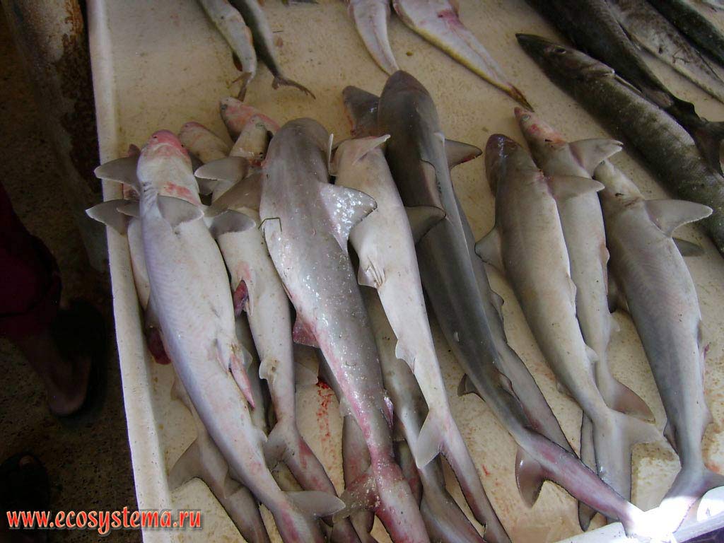 Акулы (Selachimorpha) на местном рыбном рынке. Умм Аль Кувейн (Umm Al Quwain), Арабские Эмираты (ОАЭ)