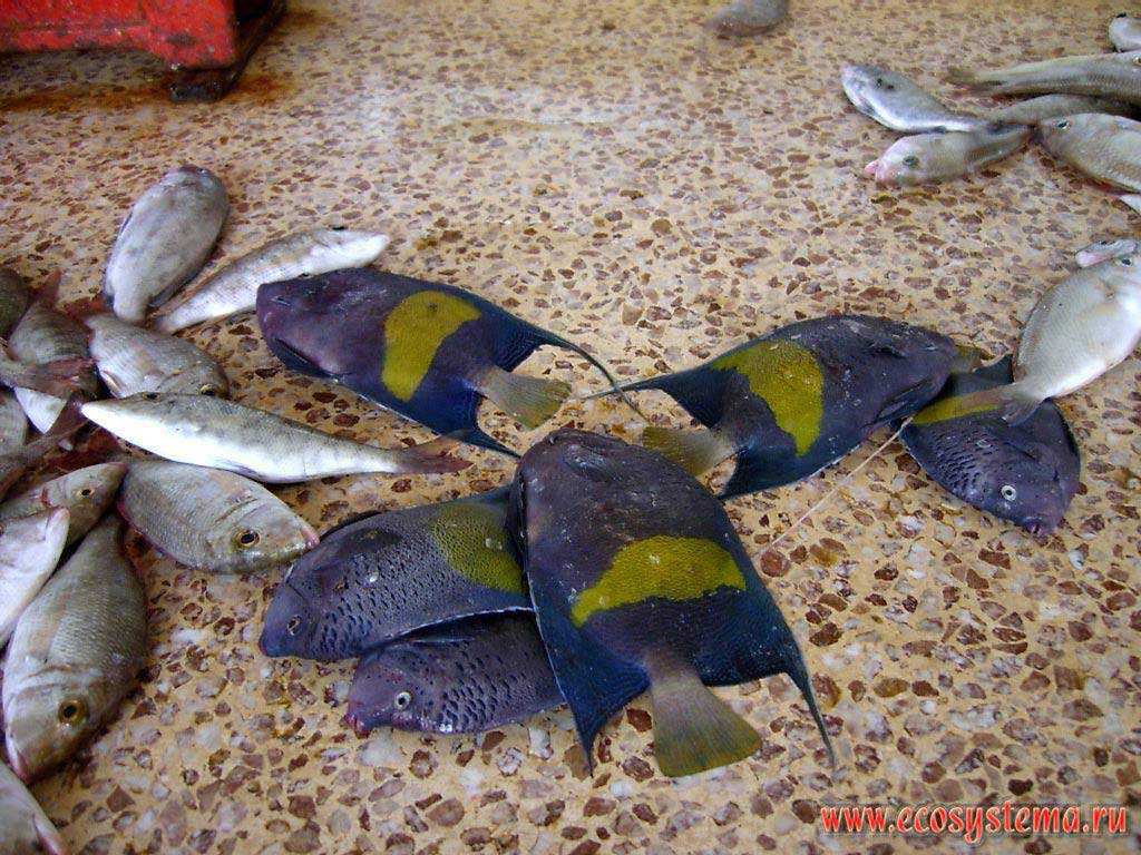 Emperor (Lethrinus sp., on the left) and Arabic or Reef Angel (Pomacanthus asfur, The Arabian Angelfish) at the local fish market. Umm Al Quwain, United Arab Emirates (UAE) 