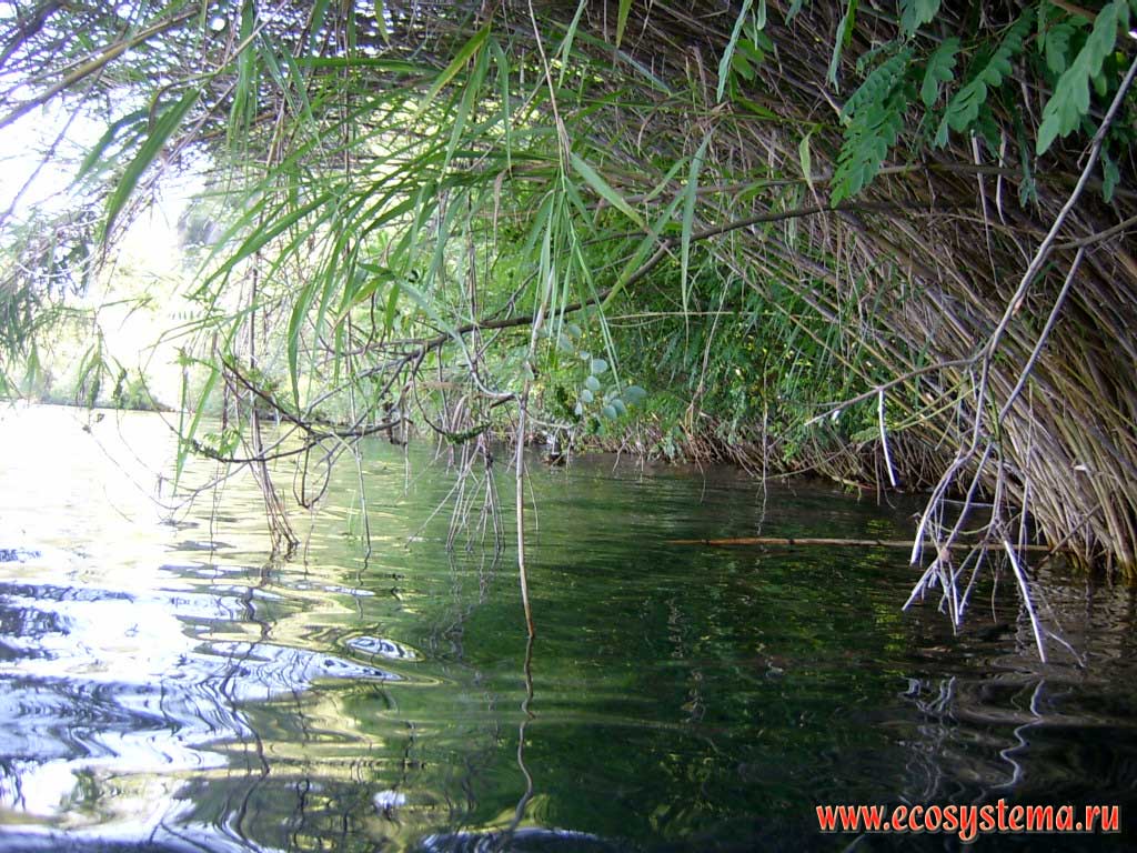 Reeds on the shore of Bracciano Lake (Lago di Bracciano). Central Italy, the province of Viterbo, Lazio region (near Rome)