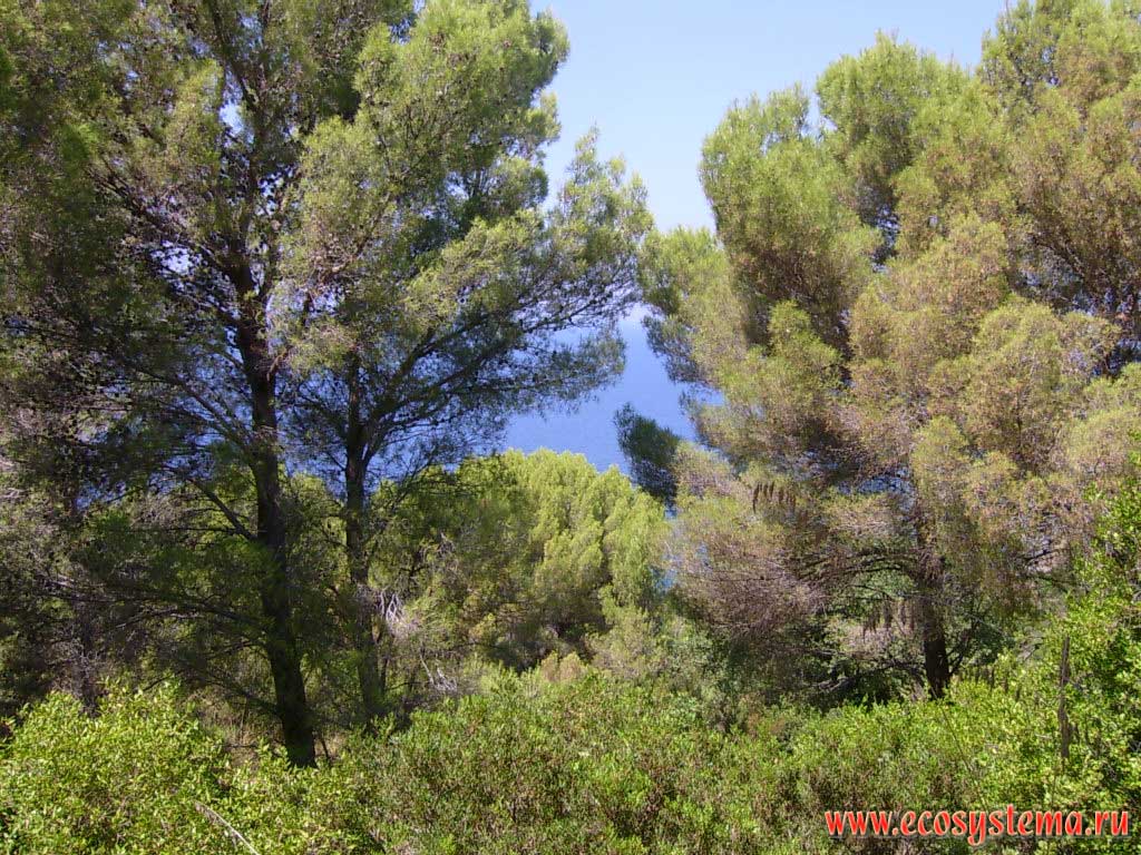 Coniferous pine forest (Pinus pinea, Italian pine) on the Tyrrhenian Sea shore. Cilento National Park, around the city of Castellabate, province of Salerno, Campania Region, Southern Italy