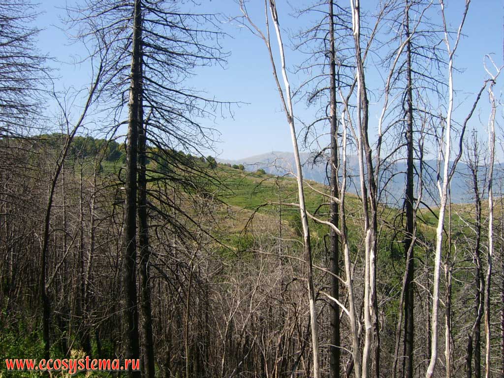 Горелый лиственничный лес (гарь) после верхового пожара на склонах Центральных Апеннин в горном массиве Делла Майелла. Высота около 1000 м над уровнем моря. Национальный парк Майелла (Della Maiella, или Majella), провинция Пескара области Абруццо, Центральная Италия