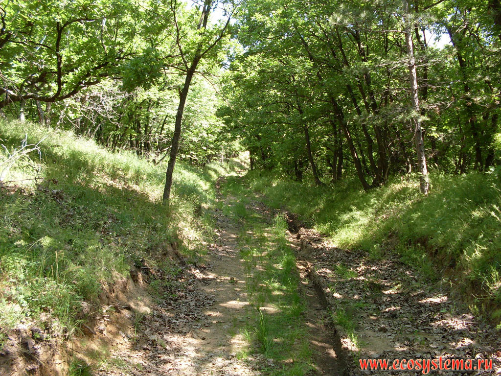 Лесная грунтовая дорога в широколиственном лесу на территории низкогорного массива Странджа