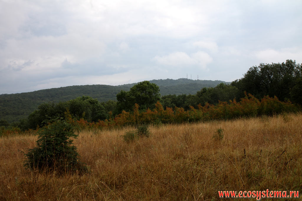 Oak deciduous forest with patches of agricultural fields and pastures in the territory of the foothills