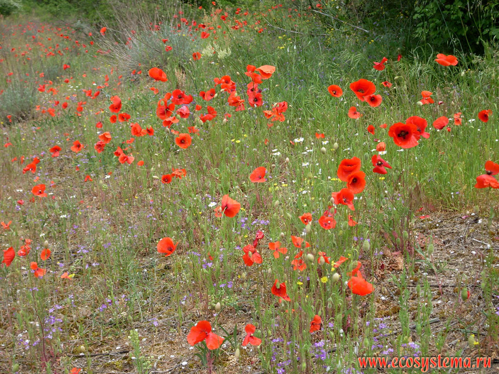 Common, or Red Poppy (Papaver rhoeas) among the spring grasses on the sand dunes in the Delta of the Ropotamo river