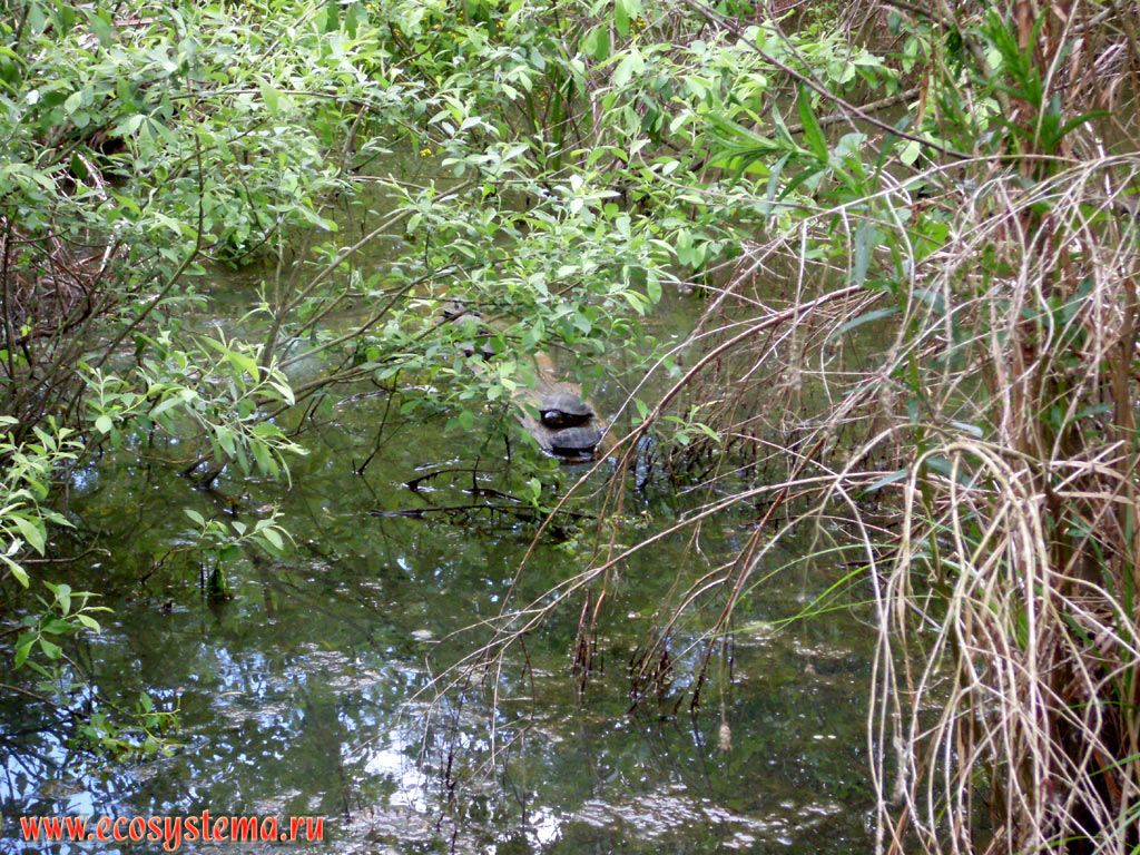 The European pond turtle, or European pond terrapin (Emys orbicularis) on the lowland swamp (overgrown wetland lake) in the natural reserve 