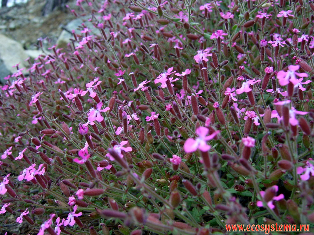 The bundle of the Pink flowers (genus Dianthus) in the light-coniferous forest on the slopes of the Beydaglari ridge, a part of the Western Taurus mountains