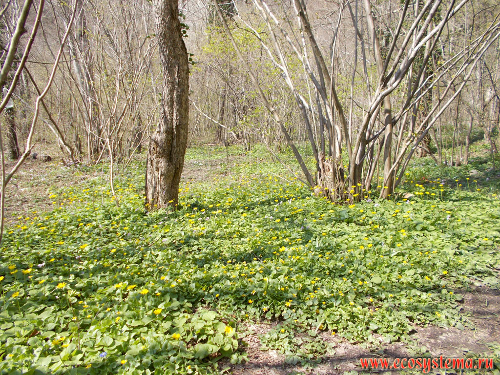 Broad-leaved forest in the floodplain with Hazel (Corylus avellana) and full cover of primroses, mainly Lesser celandine, or Pilewort (Ficaria verna)
