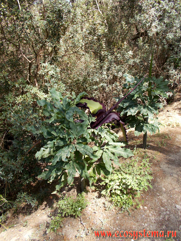 Drakondia, or dragon lily, or black dragon, or black arum, or voodoo, snake, stink lily, or dragonwort (Dracunculus vulgaris, the Araceae family) with inflorescence (cob) in the light-coniferous (pine) forest on the slopes of the low mountains on the Eastern (Mediterranean) coast of the island of Rhodes near the city of Kolympia, a natural site Seven Springs