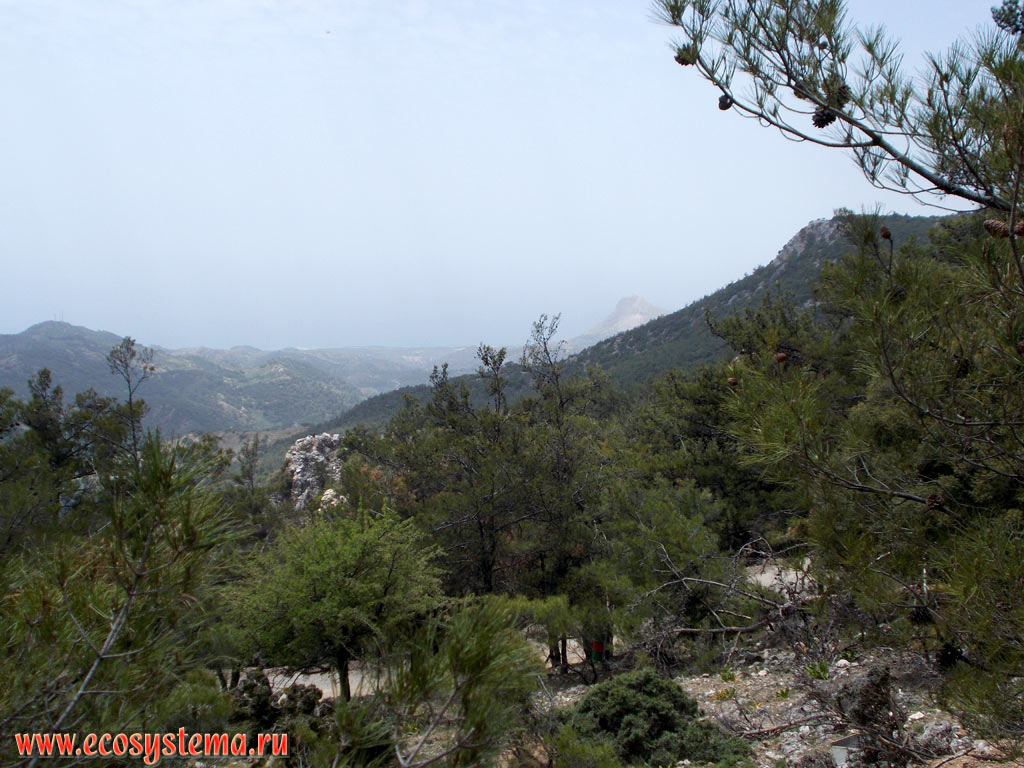 The slopes of the middle-altitude Thrypti, or Sitia mountains on the edge of the Lasithi plateau, covered with light coniferous forests with predomination of Calabrian Pine (Pinus brutia)