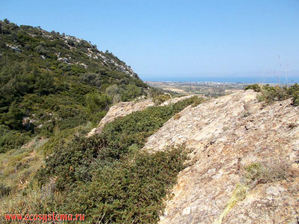 The slopes of the mountain range Dikeos covered with light coniferous forest and phrygana (garrigue) with the Aegean Sea in the distance