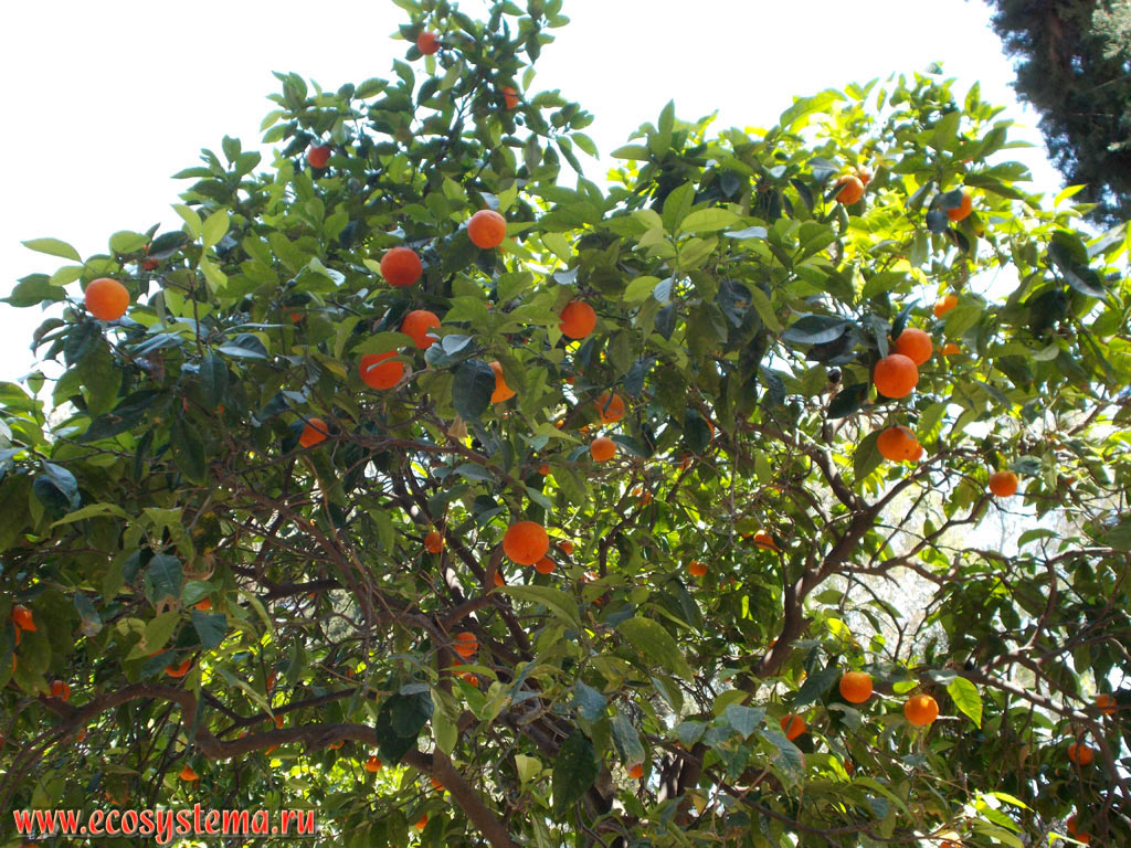 Orange tree with fruits in citrus garden. Kos island