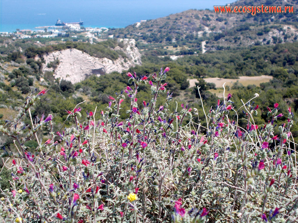 Blooming Echium angustifolium (Boraginaceae family) in a sparse phrygana (garrigue) - a plant community with a predominance of xerophytic shrubs, subshrubs and dwarf shrubs on the Kefalos Peninsula on the South-West coast of the island of Kos