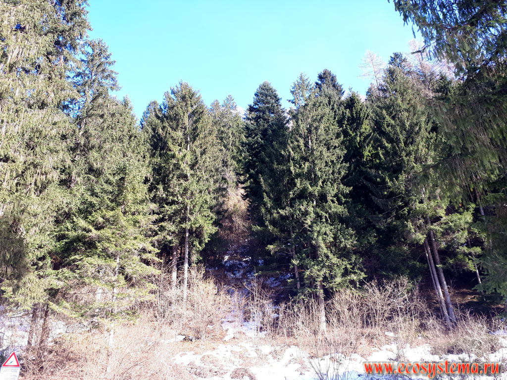 Темнохвойный лес с преобладанием ели обыкновенной (Picea abies) на склонах Доломитовых Альп (одной из горных цепей Восточных Альп) на окраине города Пинцоло (Pinzolo) в долине реки Генуя (Val Genova)