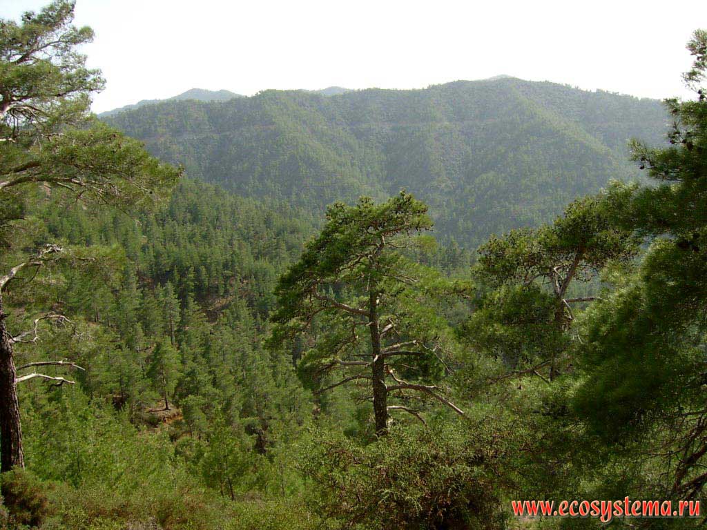 Troodos mountains. Pine forest at middle altitudes.