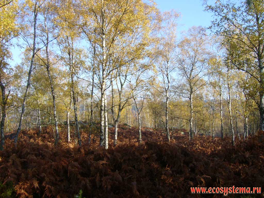 Мелколиственный лес (березовый лес, березняк) с густыми зарослями папоротника орляка (Pteridium sp) на скальных участках в лесу Фонтенбло (50 км южнее Парижа). Регион Иль-де-Франс, северная Франция