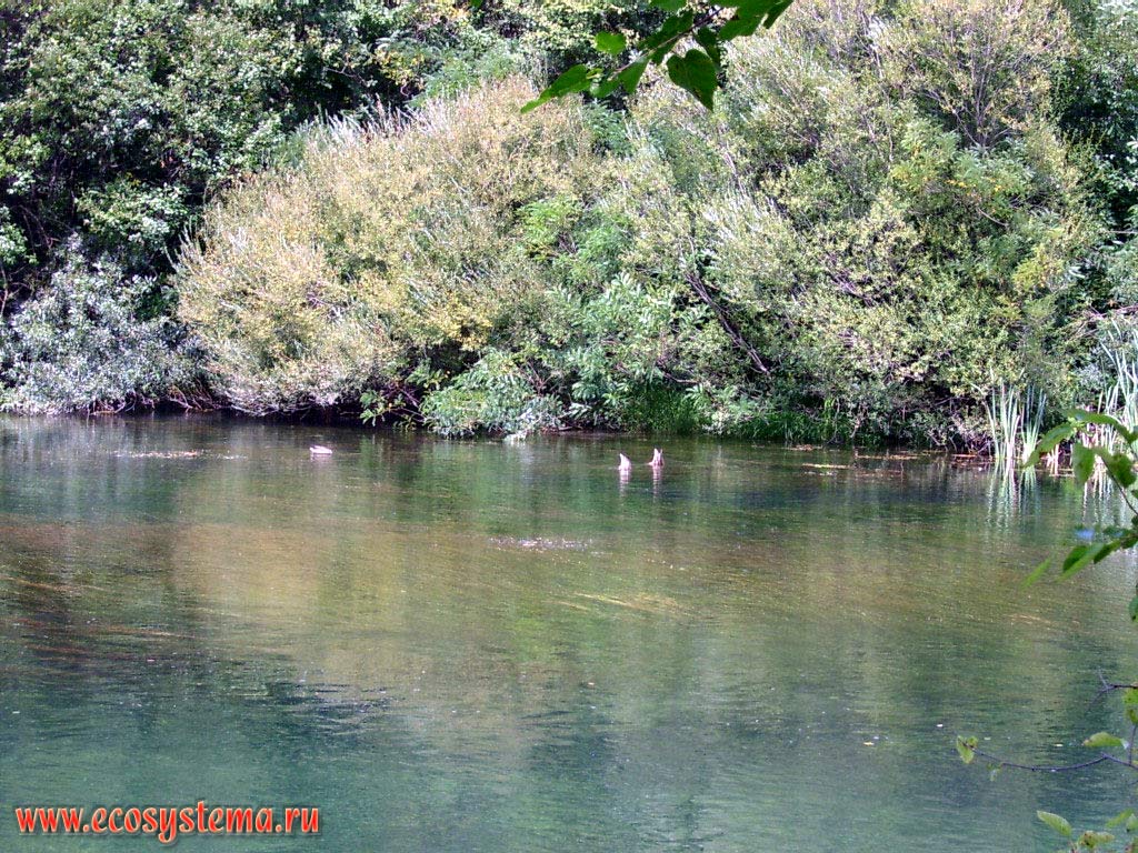 Кряквы, кормящиеся на реке Цетина в среднем течении (в Мосорских горах в 10 км от Адриатического моря).
Средиземноморье, Балканский полуостров, Средняя Далмация, Хорватия