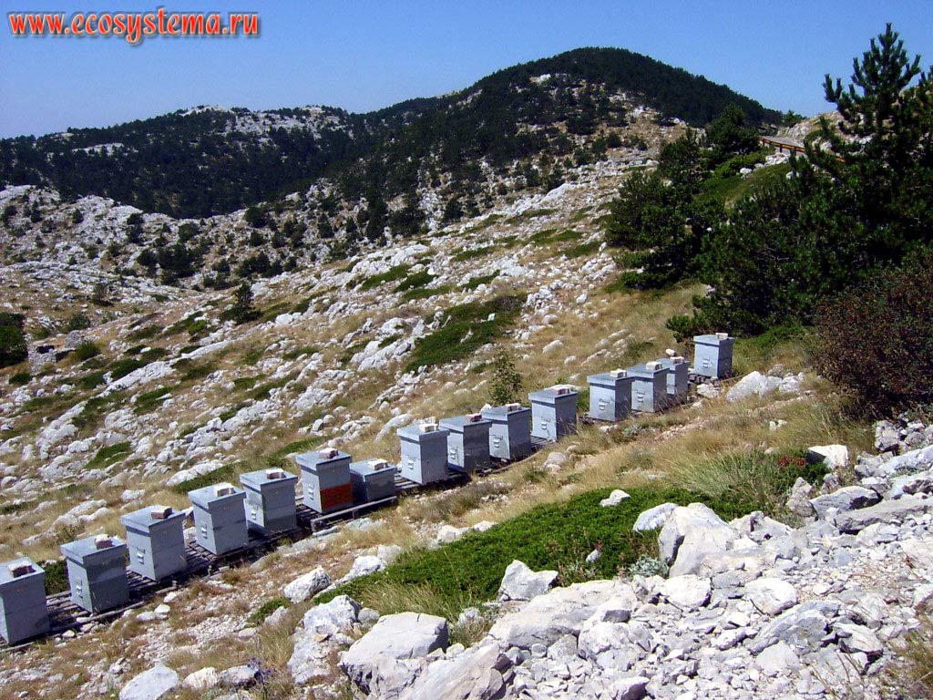 Mountain apiary (bee-garden). Altitude - 1300 meters above sea level