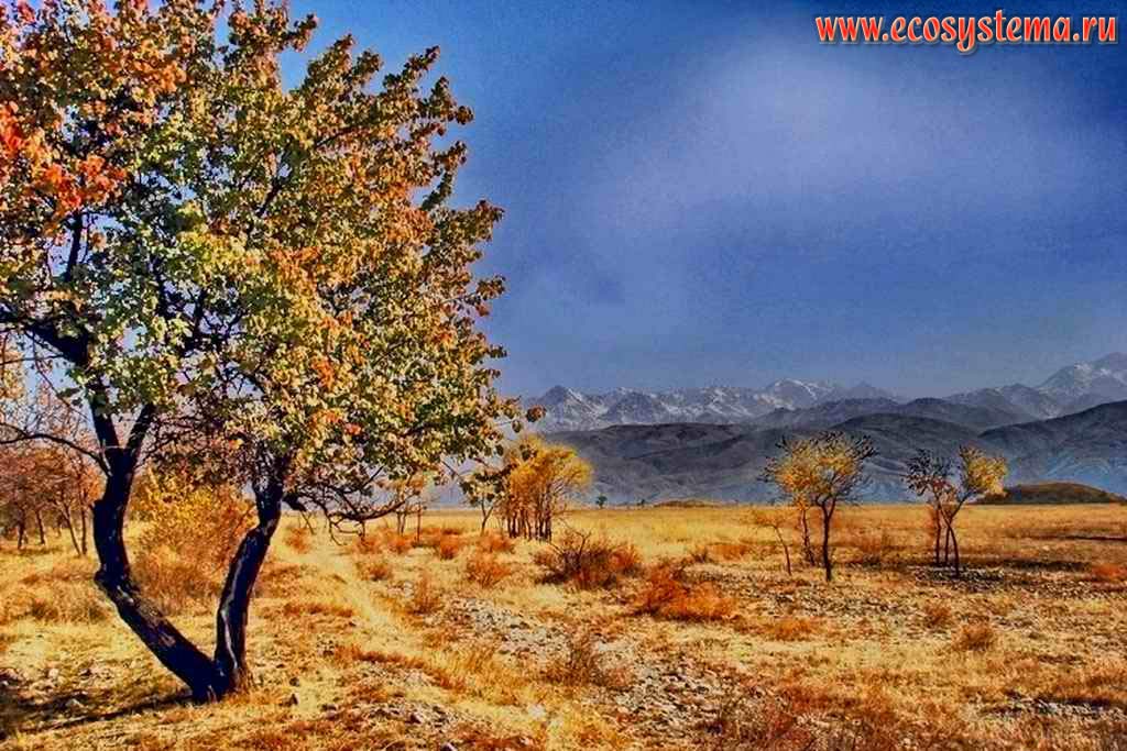 Осень в горах. Абрикосовое дерево (урюк) на фоне гор Заилийского Алатау. Северный Тянь-Шань, недалеко от города Есик, Казахстан