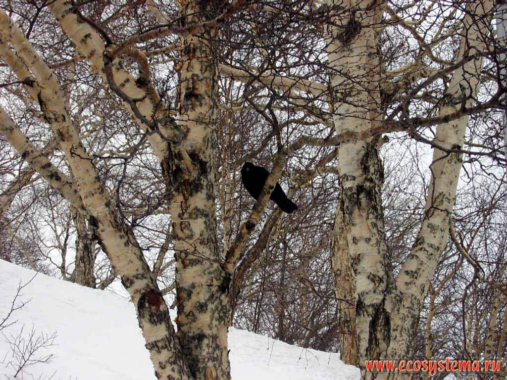 Black Crow on the Erman's Birch tree.
