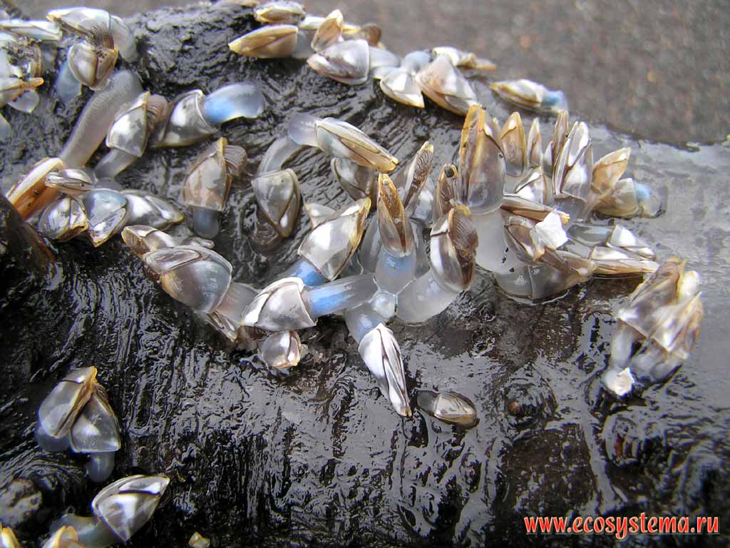 Goose barnacles (suborder Lepadomorpha)(filter-feeding crustaceans).
Pacific Ocean coast, Sarannaya bay