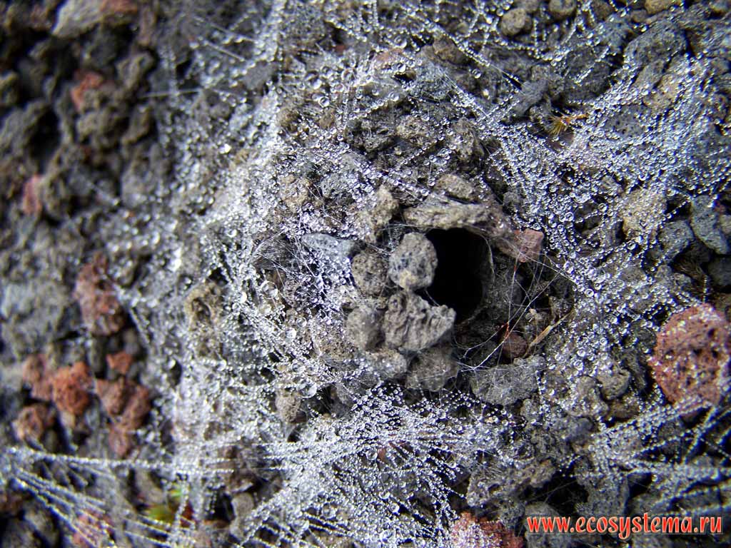 Wolf spider's (Lycosidae family) nest in the scoria sediments (pyroclastic material)
around the volcano