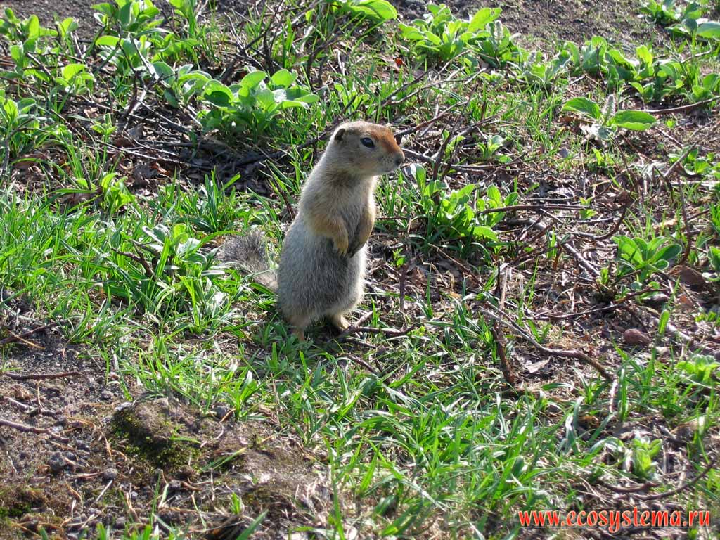 Arctic ground squirrel (Spermophilus parryi = Citellus parryi)