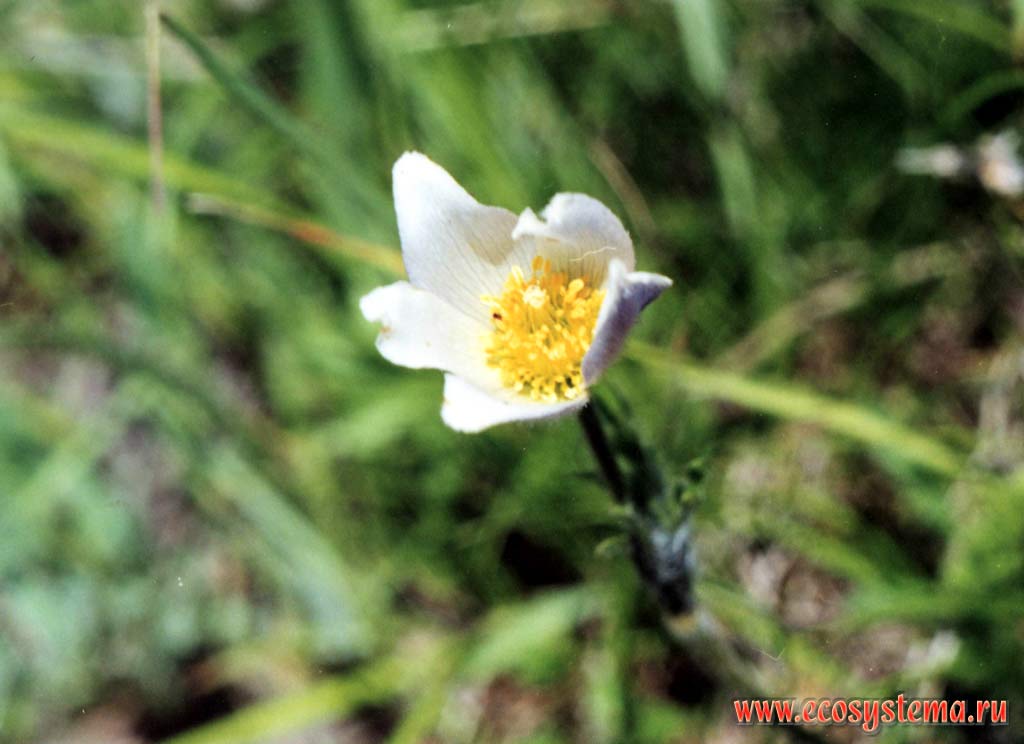 Albania Pasque-flower (Pulsatilla albana)