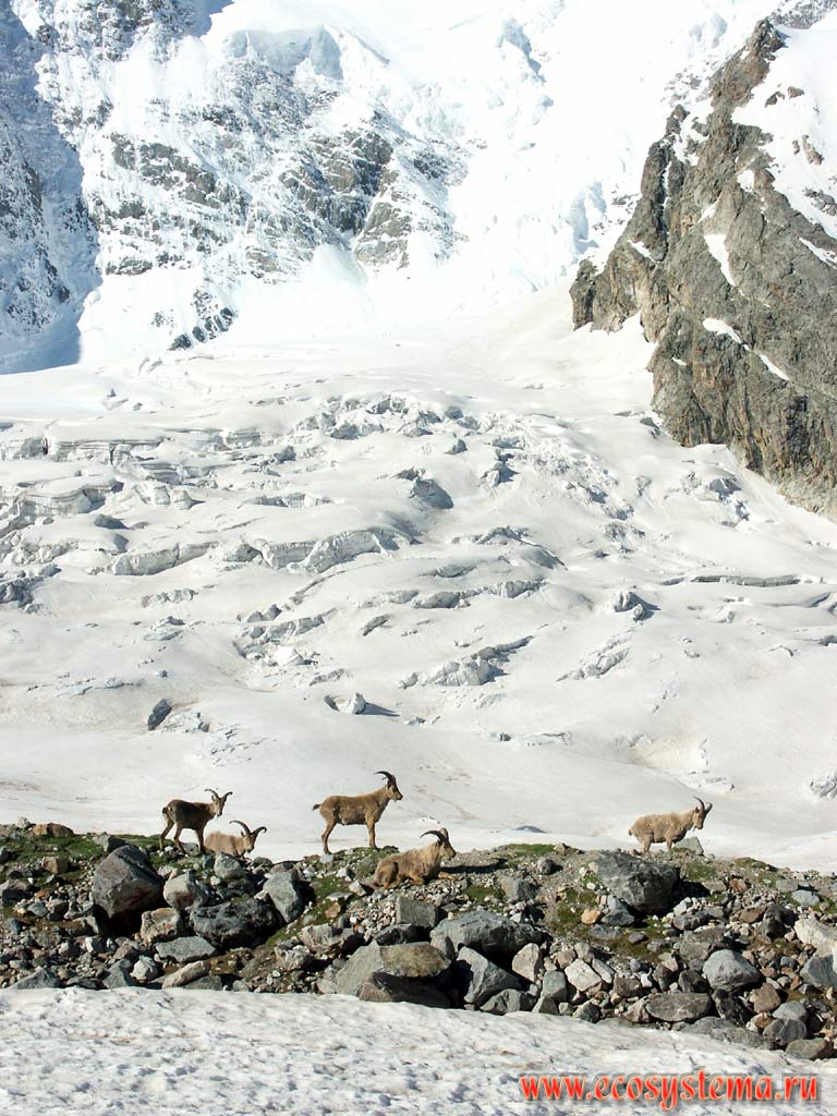 Alpine (Kuban, West Caucasian) Ibex (Tur) - Capra caucasica