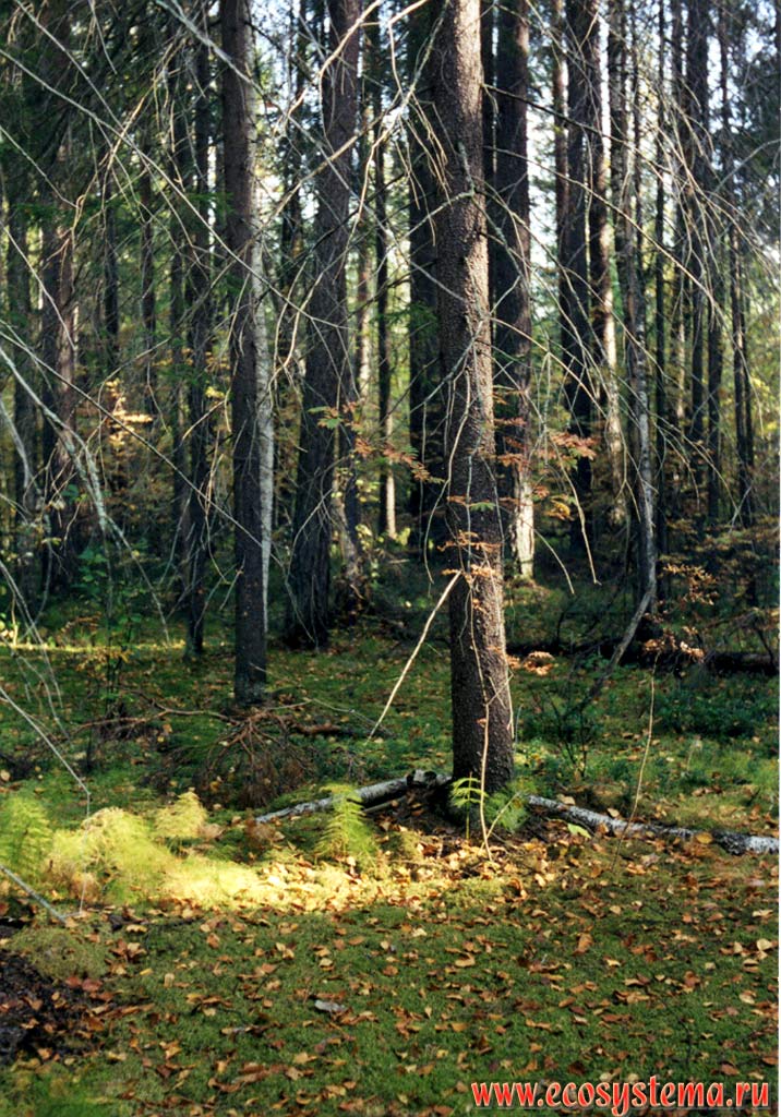 Sphagnum-Horse-tailed spruce forest on the watershed