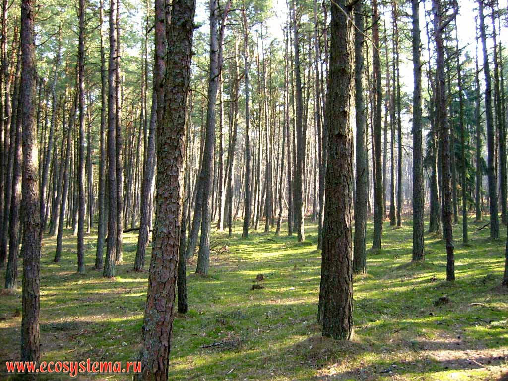 Сосновый (светлохвойный) лес (зеленомошный) между дюнами. Калининградская область, национальный парк Куршская Коса