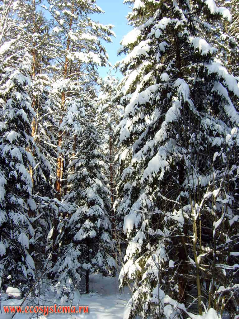 Зима. Сосново-еловый лес