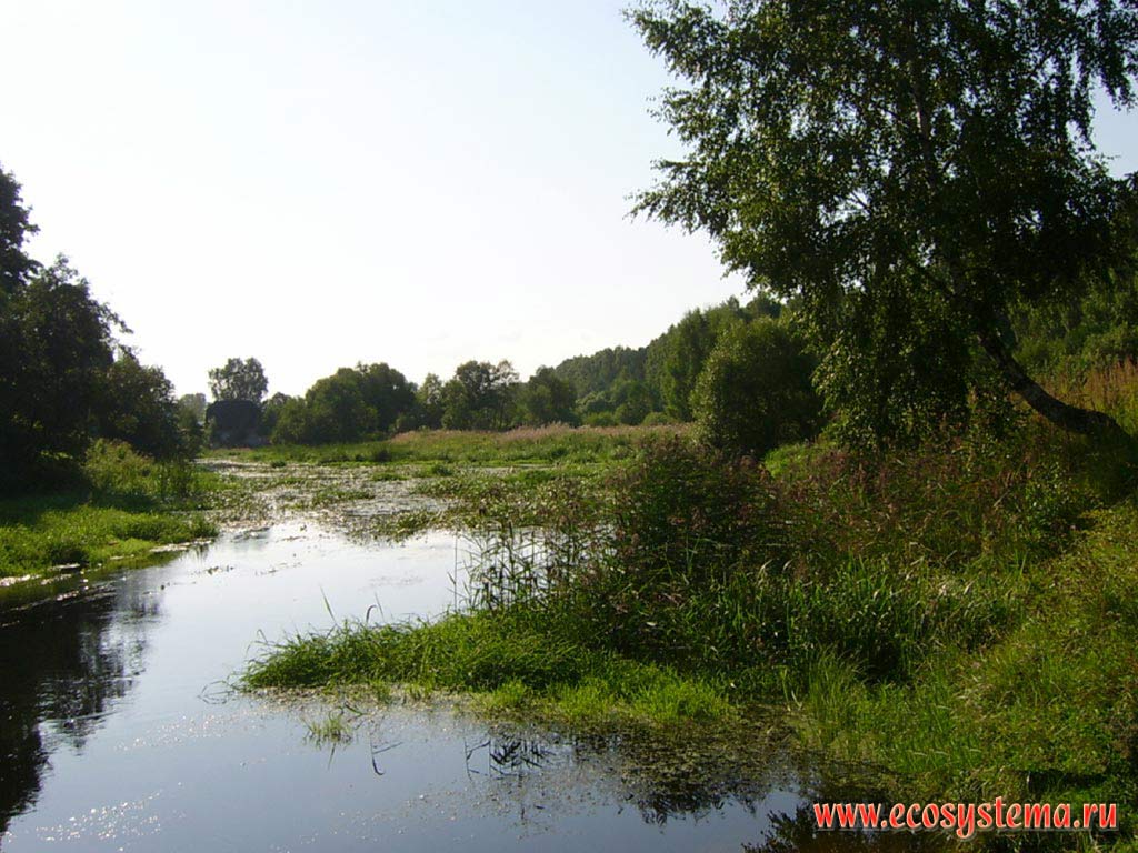 Summer. Kliazma river with water vegetation.