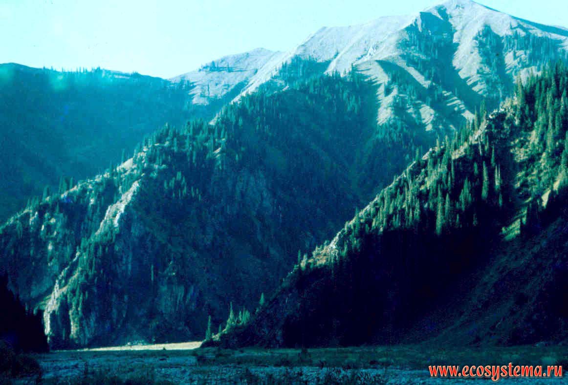 Coniferous Spruse and Fir forests at the upper part of the lake.