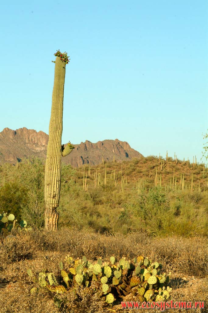 Saguaro Cactus (Carnegiea gigantea = Cereus giganteus). National park The museum of desert. Tucson, Arizona
