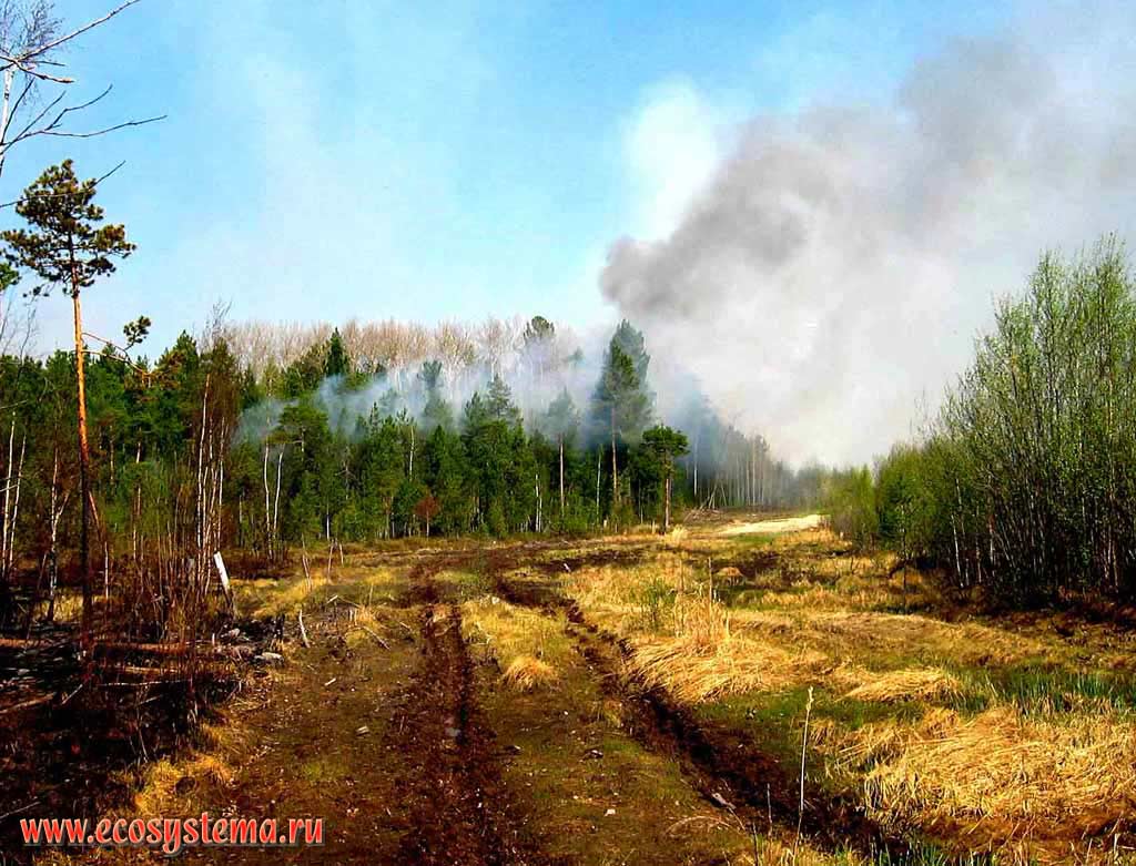 Лесной пожар вблизи трассы нефтепровода