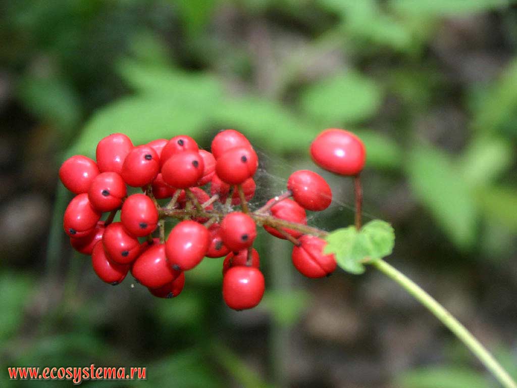Actaea erythrocarpa - Baneberry