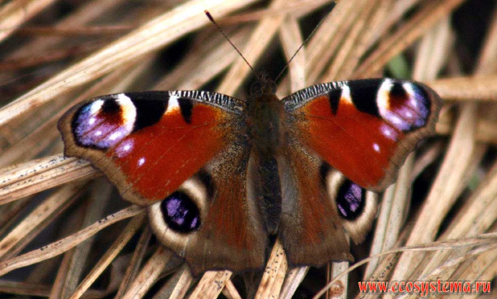 Nymphalis io - Peacock-butterfly 